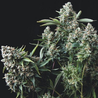 Trikoma Seeds, Gelato, Feminized, 5 pc.