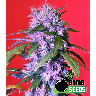 Berry Bomb, Bomb Seeds, feminized