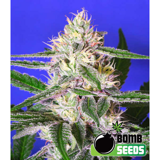 Edam Bomb, Bomb Seeds, feminized