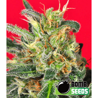 Cluster Bomb, Bomb Seeds, feminized