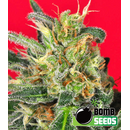 Cluster Bomb, Bomb Seeds, feminized