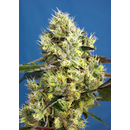 Sweet Seeds, Sweet Gelato, Autofem.