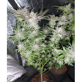 Pheno Finder Seeds, Sourwalker, feminized, 5 pc (SFV Sourbubble x Albert Walker)