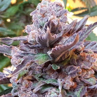 Pheno Finder Seeds, Purple Strawberry Bliss, feminized, 5 pc (Cheese Berry Freak Pheno S1)