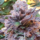 Pheno Finder Seeds, Purple Strawberry Bliss, feminized, 5...