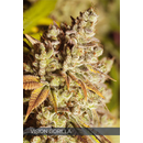 Vision Seeds, Gorilla, fem. 10 pc.