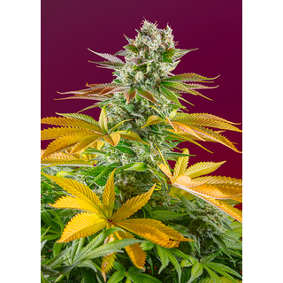 Sweet Seeds, Gorilla Girl, feminized, F1 Fast Version