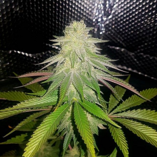 Dank Genetics, Sticky Sherbert, feminized, 7pc (Gorilla...