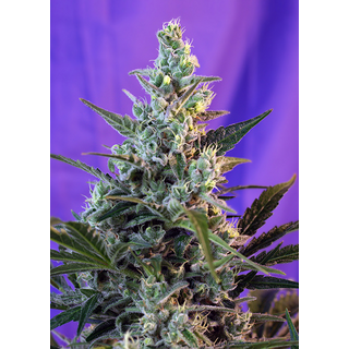 Sweet Seeds, Sweet Skunk, Fast Version, feminized