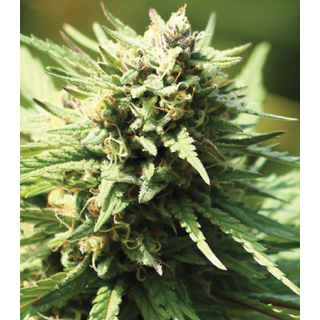 Humboldt Seed Company, Slightly Stoopid/ Stoopid Fruits,...