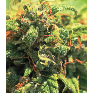 Humboldt Seed Company, Pineapple Upside Down Cake, 5pc, feminized