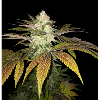 T.H.Seeds, OrangeSicle, (Purple Tangie x French Cookies) feminized, 5+2pc (+1pc French Mac), limited to 710 Packs