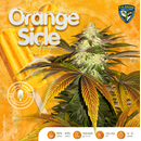 T.H.Seeds, OrangeSicle, (Purple Tangie x French Cookies)...