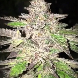 Dankhunters Seeds, Double Caked Candy, regular, 12 pc (Caked Candy x Wedding Cake)