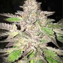 Dankhunters Seeds, Double Caked Candy, regular, 12 pc...