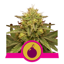 Royal Queen Seeds, Royal Domina, feminized
