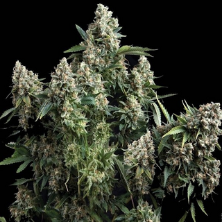 Pyramid Seeds, Tutankhamon, fem, BULK - lose