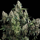 Pyramid Seeds, Tutankhamon, fem, BULK - lose