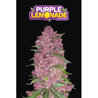 Fast Buds/ Autofem / Purple Lemonade