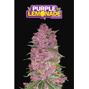 Fast Buds/ Autofem 3er/ Purple Lemonade