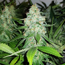 Royal Queen Seeds, Royal AK, feminized