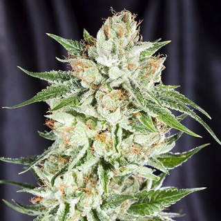 Elemental Seeds, Fifth Element, feminized, 6 pc (Blackberry x All Spark OG)