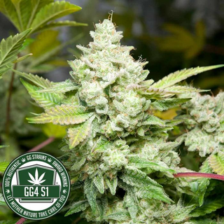 GG Strains, Original Glue (GG4) aka Gorilla Glue 4, 6pc,...