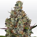 Paradise Seeds, Rainbow Road, feminized