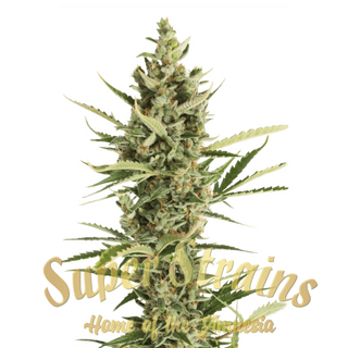 Super Strains (Hy-Pro Seeds), 7th Wave, fem. 5 pc