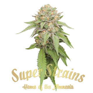 Super Strains (Hy-Pro Seeds), Enemy of the State, fem. 5 pc