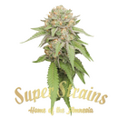 Super Strains (Hy-Pro Seeds), Enemy of the State, fem. 5 pc