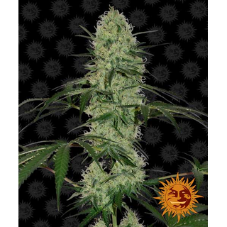 Barney´s Farm, Tangelo Rapido, autoflowering, feminized...
