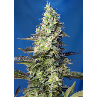 Sweet Seeds, Green Poison XL, Autofem 5 (+2pc for free)