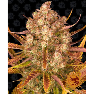 Barneys Farm, Dos Si Dos, autoflowering, feminized,