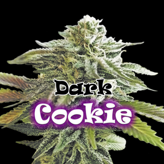 Dr. Underground, Dark Cookie, fem. (Girl Scout Cookie x Tahoe)