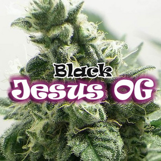 Dr. Underground, Black Jesus, fem. (Tahoe OG, black pheno x Soul Star)