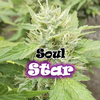 Dr. Underground, Soul Star, fem. (Sensi Star 2004 and Peyote Purple)