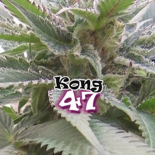 Dr. Underground, Kong 47, fem. (King Kong ? butal cut ? x Ak-47)