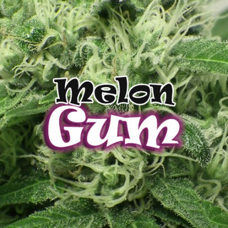 Dr. Underground, Melon Gum, fem. (Lavender x Bubblegum)