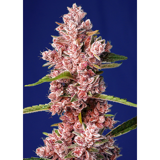 Sweet Seeds, Tropicanna Poison, feminized, F1 Fast Version