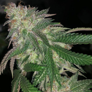 Pheno Finder Seeds, Kuntz, feminized, 5 pc (Kosher kush x...