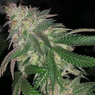 Pheno Finder Seeds, Kuntz, feminized, 5 pc (Kosher kush x Runtz S1)