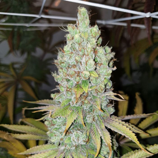 Karma Genetics, Di Frutti, fem, 6 pc (Di Frutti x Di Frutti)