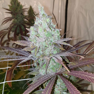 Karma Genetics, Now n Frutti, fem, 6 pc (Now N Later x Di...