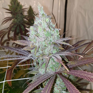 Karma Genetics, Now n Frutti, fem, 6 pc (Now N Later x Di Frutti)