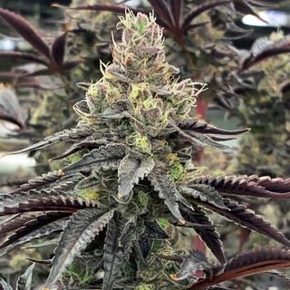 Rare Dankness Seeds, Luv Muffin, fem. 6 pc (Forum Cookies...