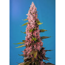 Sweet Seeds, Red Hot Cookies, feminized 3 pc (+1pc free)