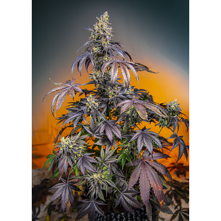 Sweet Seeds, Red Gorilla Girl XL, Autofem 5 pc (+2 for free)
