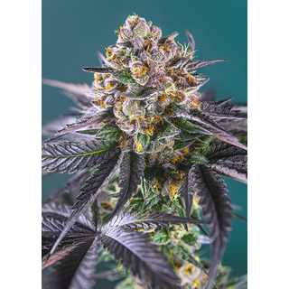 Sweet Seeds, Red Strawberry Banana, Autofem 5 (+2pc for free)