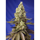 Sweet Seeds, Runtz XL, Autofem